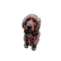 Brucedehond Sticker by Lauranne leest