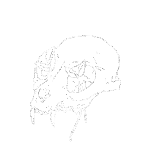 Dullfragments giphyupload white flower skull Sticker