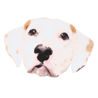 Dani Dalmatian Sticker