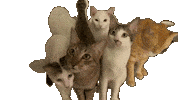 Cat 猫 Sticker