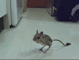 leap GIF