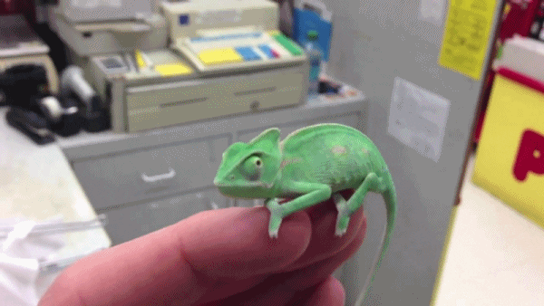 Video gif. A very, very tiny chameleon sits on someone’s finger tips. It’s eyes dart the room as if to avoid eye contact. 