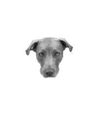 Dog Florida Sticker by impossiblept