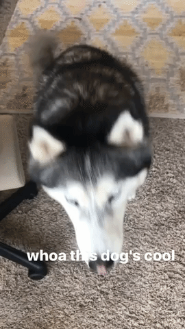 Animated GIF