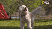 pupparazzi puppy potty face GIF by Nat Geo Wild