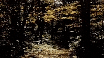 Falling Leaves Fall GIF