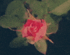 Blooming National Anthem GIF by Lana Del Rey