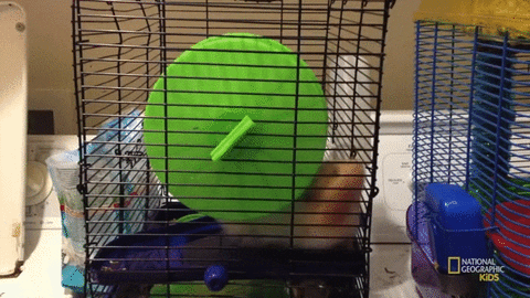 hamster wheel GIF