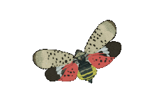 Ew Environment Sticker