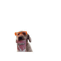 reoat dog vegan pulver haferdrink Sticker