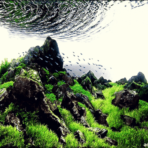 Invasive Plants Water GIF by AquariumMe