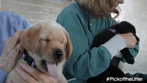 Tired Dog GIF by IFC FIlms