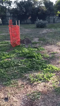 Kangaroo Caught Sneaking a Snack at Australian Wildlife Shelter