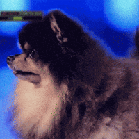 Kim Taehyung Dog GIF