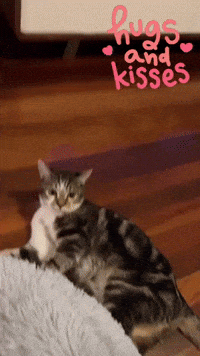 Kitty Cats Love GIF