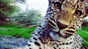 Close Up Leopard GIF