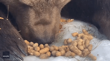 Rescue Bear Expertly Shells Peanuts at New York Wildlife Sanctuary