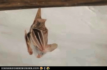 bat stretching GIF