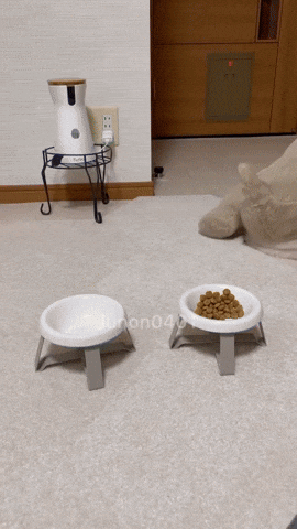 cuteanimalland giphyupload GIF