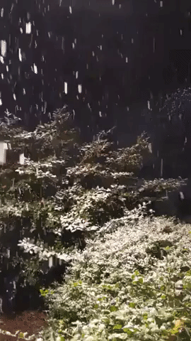 'It's Happening, Raleigh!' Snow Falls in North Carolina Capital