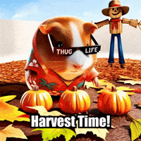 Guinea Pig Autumn GIF by Guinea Gambino