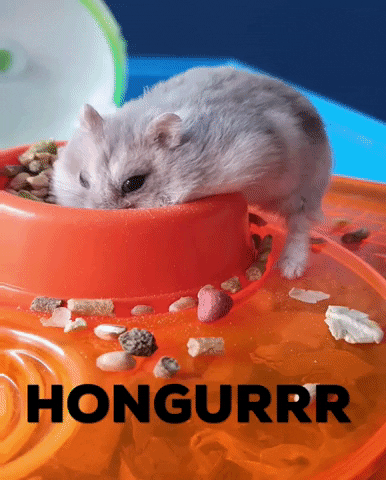 Food Hamster GIF by Robine