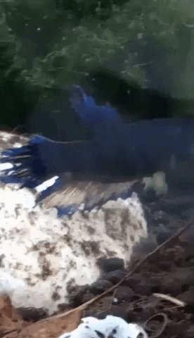 tinadevries69203a15a41f4c99b38aca5592b5707e giphygifmaker GIF
