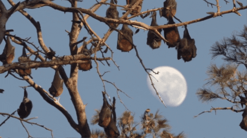 CreatureFeatures giphygifmaker pemba flying fox GIF