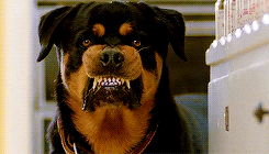 Matthew Broderick Rottweiler GIF