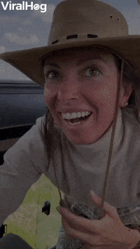 Curious Cheetah Climbs On Safari Car GIF by ViralHog