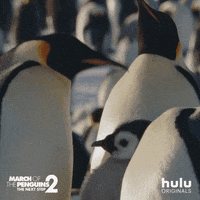 march of the penguins dance GIF by HULU
