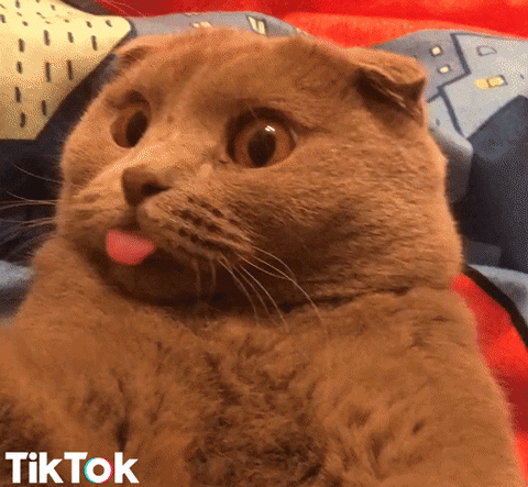 Cat Tongue Reaction GIF by TikTok