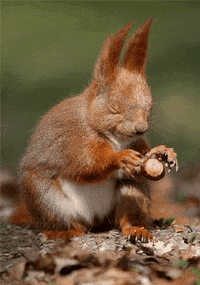 Magic Squirrel GIF