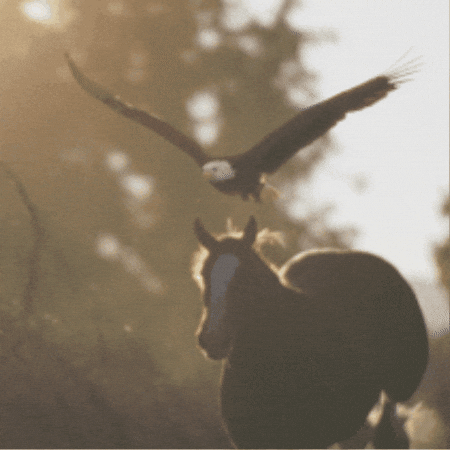 Super Bowl Eagle GIF by Budweiser