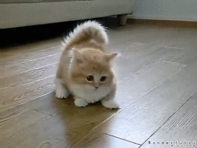 Confused Kitten GIF