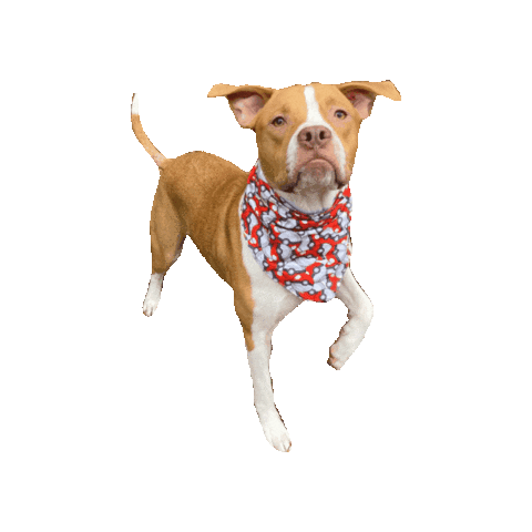 Pitbull Oliver Sticker by Geekster Pets