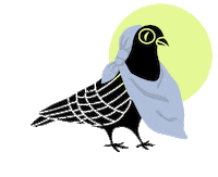 Baby Bird Pigeon Sticker by goodnight_at