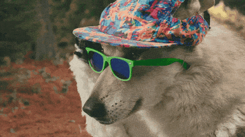 Video gif. A wolf in a neon ball cap and green sunglasses pulls its shades down its snout. 