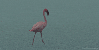 Bird Flamingo GIF
