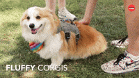Fluffy Corgis