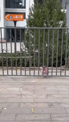 cuteanimalland giphyupload GIF