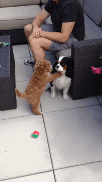 dog kiss GIF