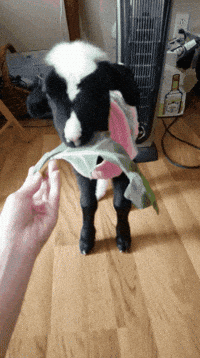 Baby Sheep GIF