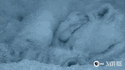 sleepy polar bear GIF by ThirteenWNET