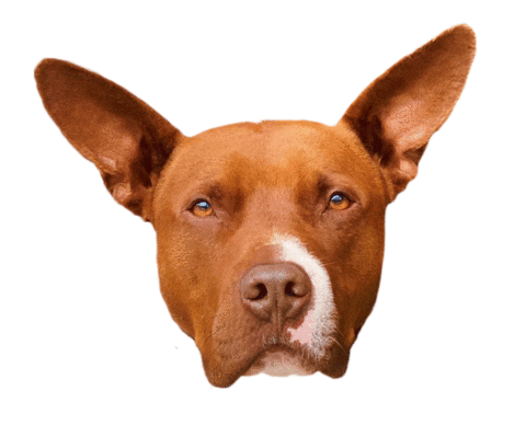 Bullybaloo Sticker by Red Beard