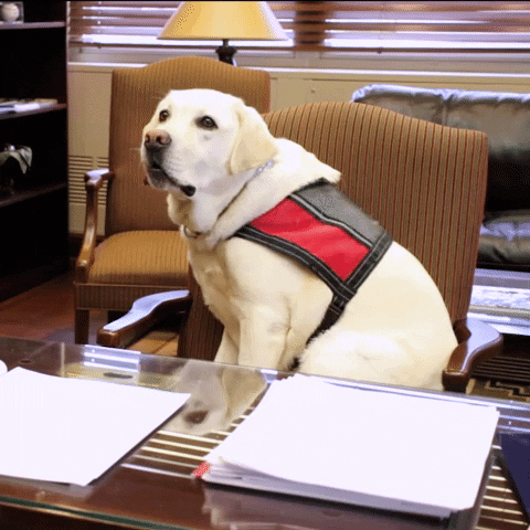 Occupational Therapy Dog GIF by OU-Tulsa
