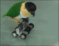 Bird Rolling GIF