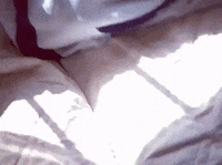 Dog Sunbathing GIF by Boomer The Perfect Mutt