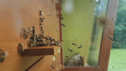 giff80 giphygifmaker GIF