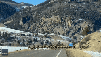 Traffic Stampede GIF by Storyful
